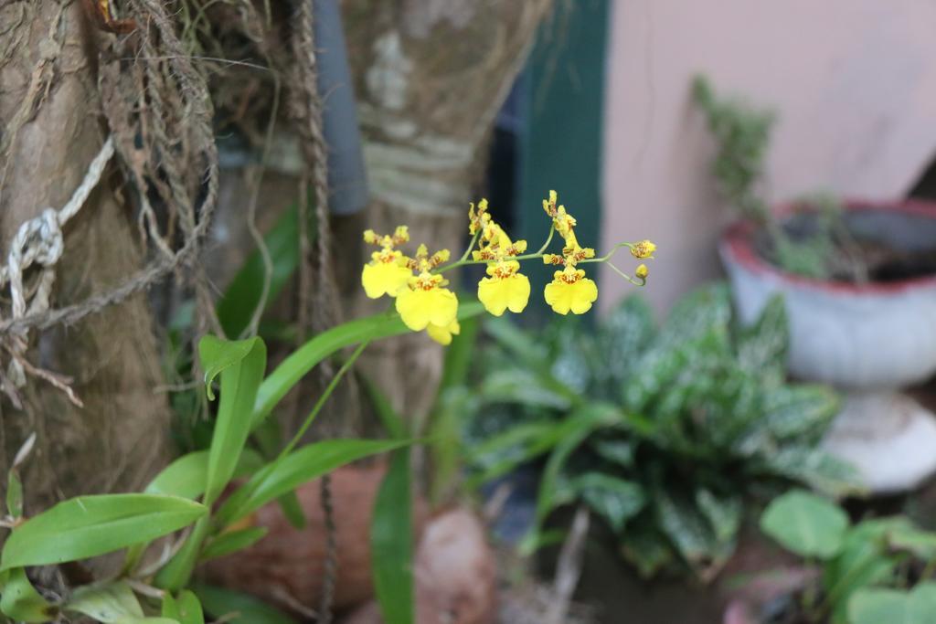 Villa No1 بينتوتا المظهر الخارجي الصورة